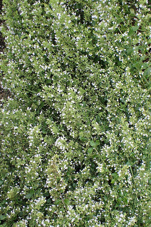 White Calamint 'Montrose White'