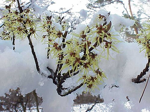 Witch Hazel