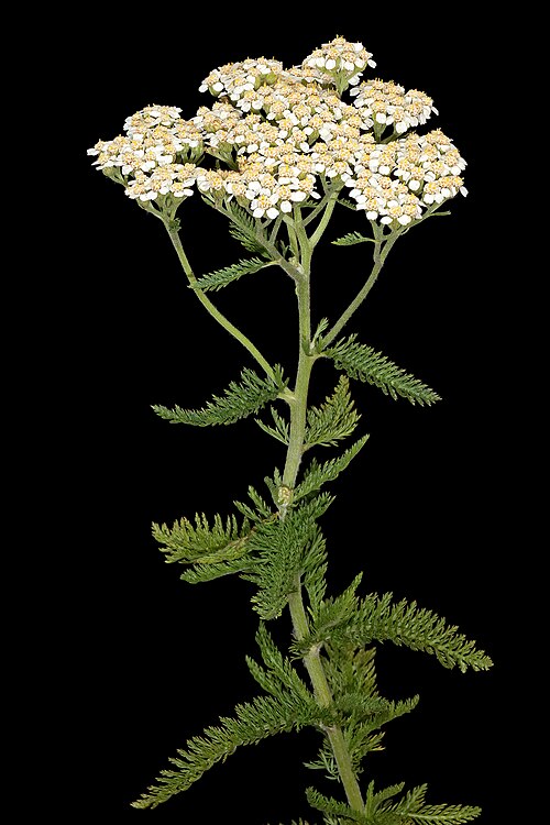 Yarrow 'Lilac Beauty'