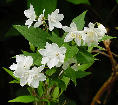 Yuki Snowflake Deutzia